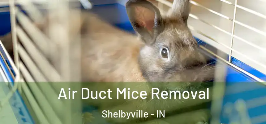  Air Duct Mice Removal Shelbyville - IN